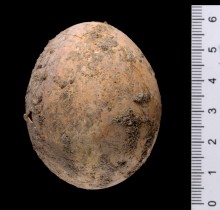 Ovo de mil anos é encontrado em escavação