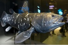 Peixe rotulado como "fóssil vivo" surpreende cientistas novamente