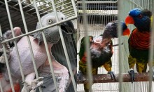 Polícia Rodoviária Federal resgata mais de 500 aves silvestres no Rio
