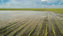 Agro do PR sofre impactos bilionárias causados por El Niño