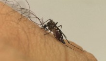 Brasil registra mais de 500 mil casos de dengue, com 75 mortes e 340 em investigação