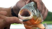 Cardume de piranhas ataca banhistas no interior de SP