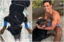 Cauã Reymond perde cachorro de estimação Romeuzin por envenenamento