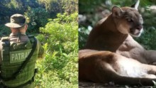 Ataque de onça em Maquiné-RS deixa agricultor ferido