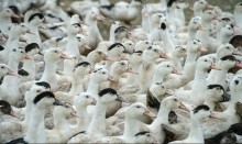 Gripe aviária causa morte de aves no maior zoológico do Rio Grande do Sul