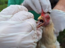 Gripe aviária: 16 países suspendem restrição à carne brasileira