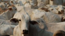 Governo diz ver avanço para retomar exportação de carnes à União Europeia