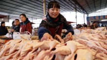 China amplia produção de frango e pode virar concorrente do Brasil no mercado externo