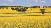 Área de canola mais que dobra no RS e chega a 353 mil hectares