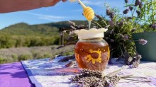 Cidade gaúcha lança o 1º mel de lavanda do RS; festa tem até cerveja feita com a flor