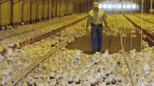 UE vai propor volta da compra de frango e mel do Brasil; carne bovina segue barrada