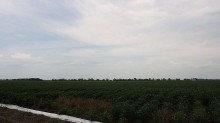 Serasa Experian vê o RS na contramão do El Niño na safra de soja