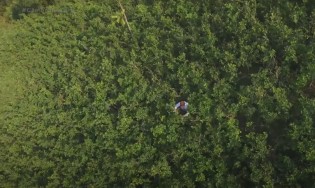 Trabalhador das fazendas de coca na Colômbia (CRÉDITO: REPRODUÇÃO/INTERNET)