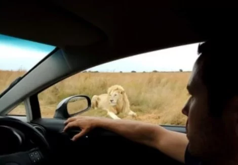 Na África do Sul, ficou frente a frente com Leões.