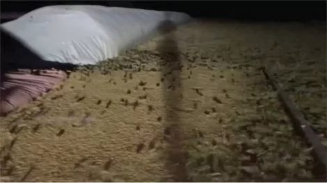 Milhares de camundongos aparecem dia e noite nas fazendas de Nova Gales do Sul (CRÉDITO: REUTERS/BBC)