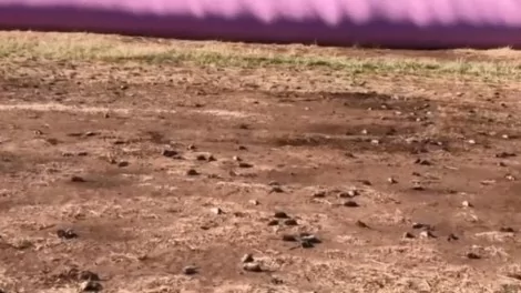 Os ratos mortos se acumulam nos campos, deixando um odor forte (CRÉDITO: MELANIE MOERIS/BBC)