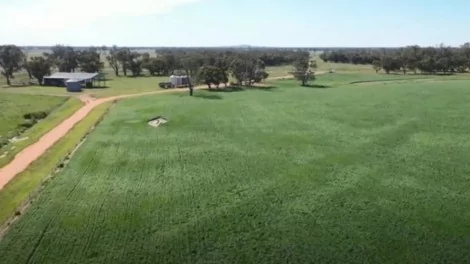 Os campos no sudeste da Austrália se recuperaram da seca e acabaram fornecendo comida para roedores (CRÉDITO: BBC)