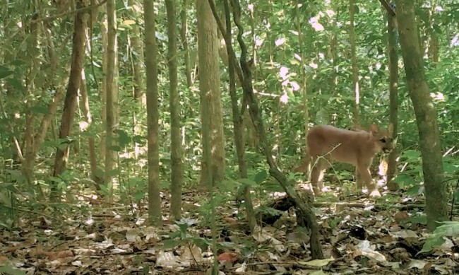 Onça parda é flagrada na expedição (CRÉDITO: FUNDAÇÃO RENOVA/ DIVULGAÇÃO)
