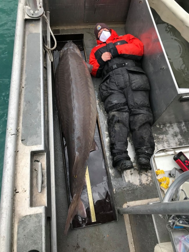 O peixe é um dos maiores esturjões de lago já registrados nos EUA e presume-se que seja uma fêmea (CRÉDITO: ALPENA FISH AND WILDLIFE CONSERVATION)