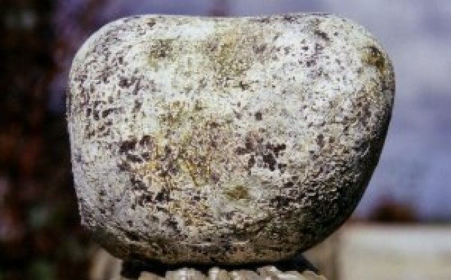 Algumas pessoas descrevem o ambar gris como almiscarado, terroso, doce, ou simplesmente indescritível (CRÉDITO: REPRODUÇÃO)
