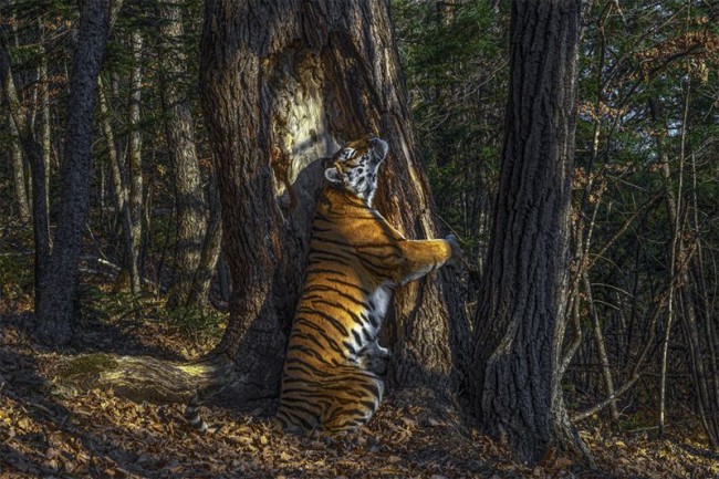 (CRÉDITO: REPRODUÇÃO/SERGEY GORSHKOV)