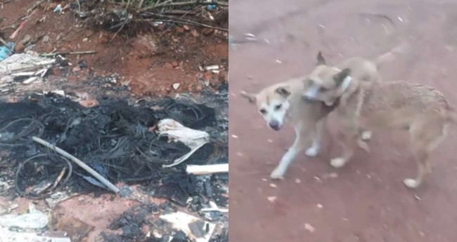 Cães tomam atitude inusitada perto dos restos mortais do provável dono (VÍDEO)