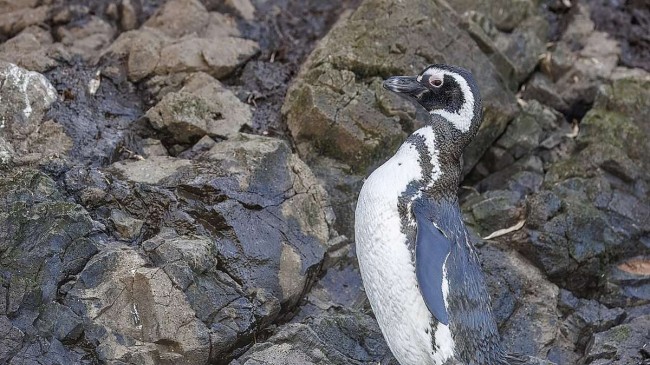 Pinguins são encontrados mortos em praia de Balneário Pinhal, no Litoral Norte gaúcho